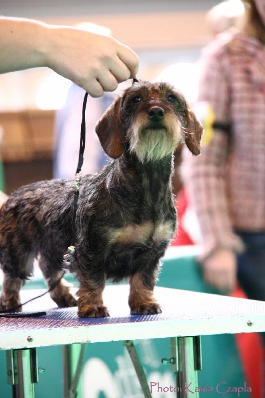 Crufts2011_2 1016.jpg